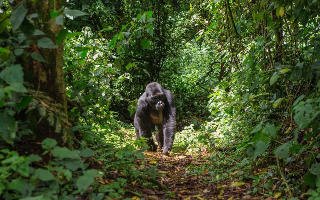 Фото: Горная горилла